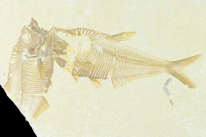 Fossil Fish (Diplomystus) - Green River Formation #148548